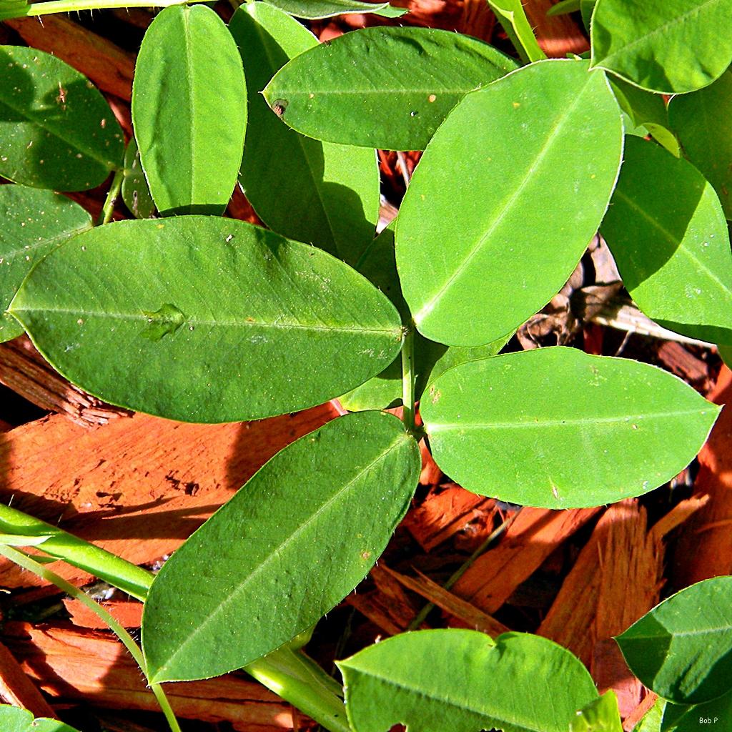 Arachis hypogaea