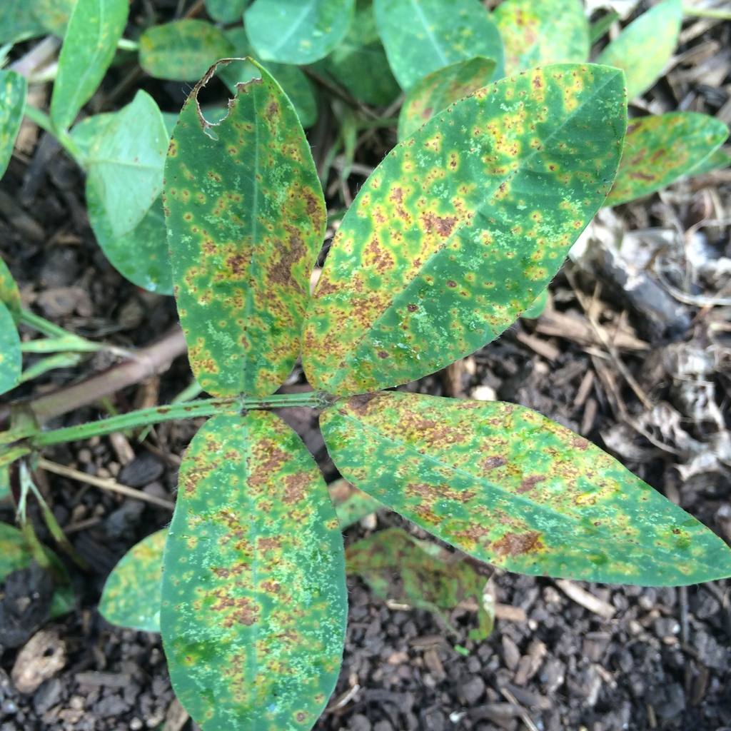 Arachis hypogaea