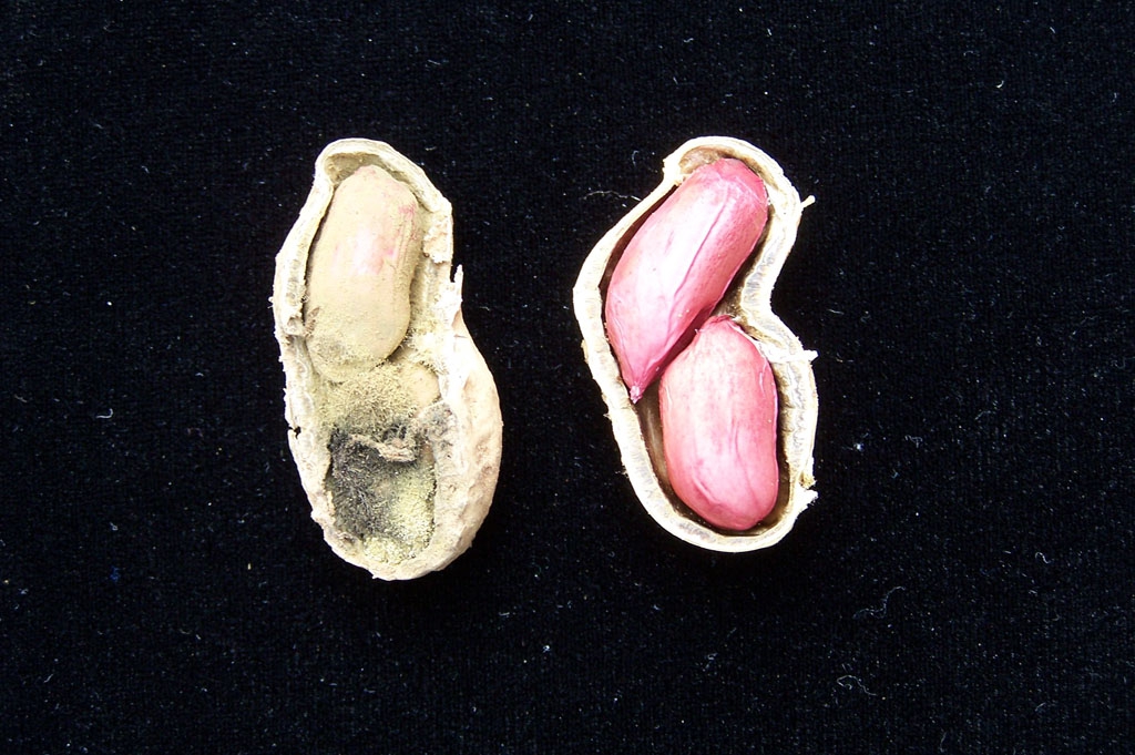 Arachis hypogaea