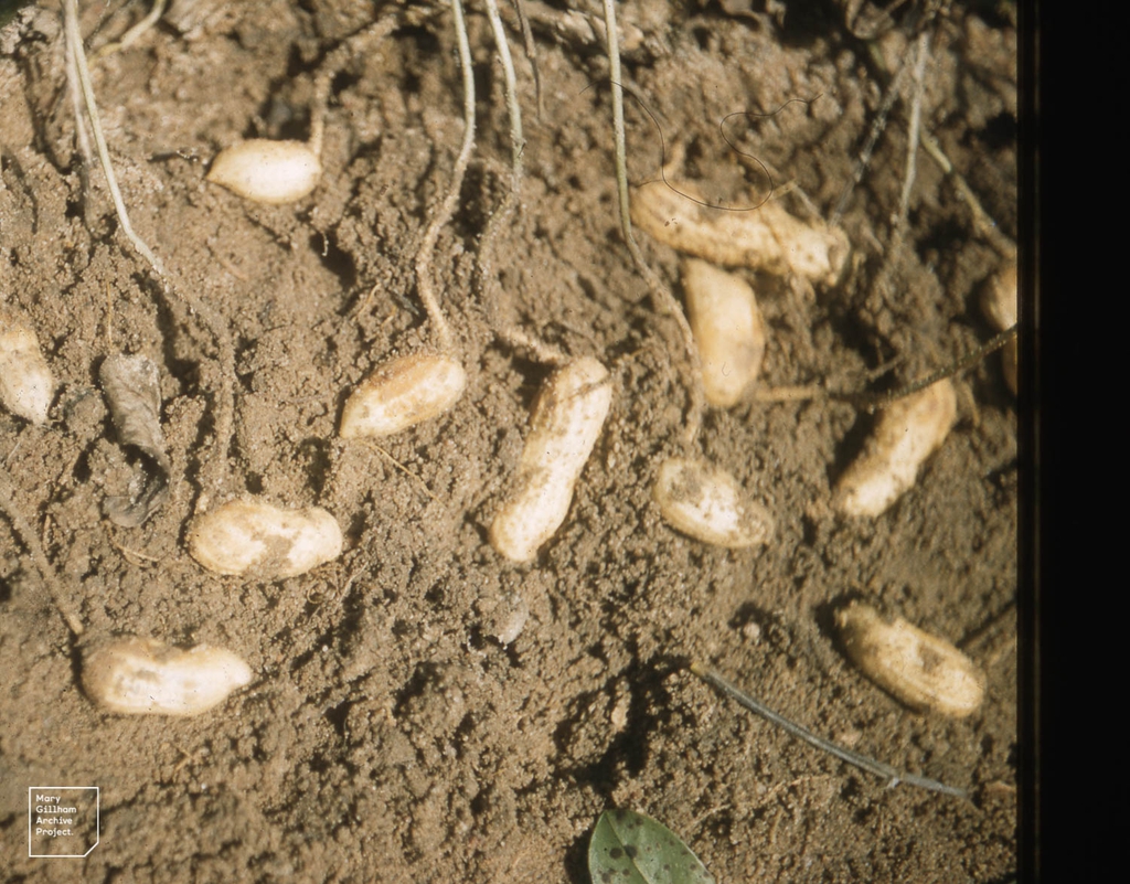 Arachis hypogaea