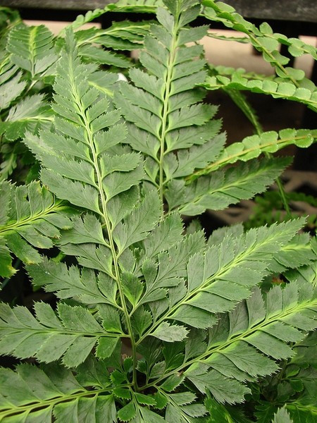 Arachniodes simplicior 'Variegata'