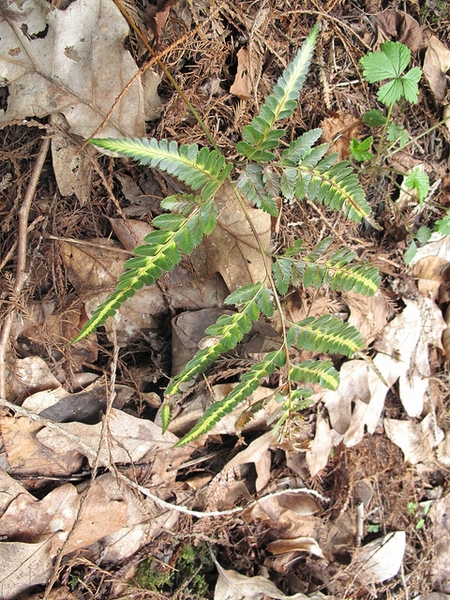 Arachniodes simplicior 'Variegata'
