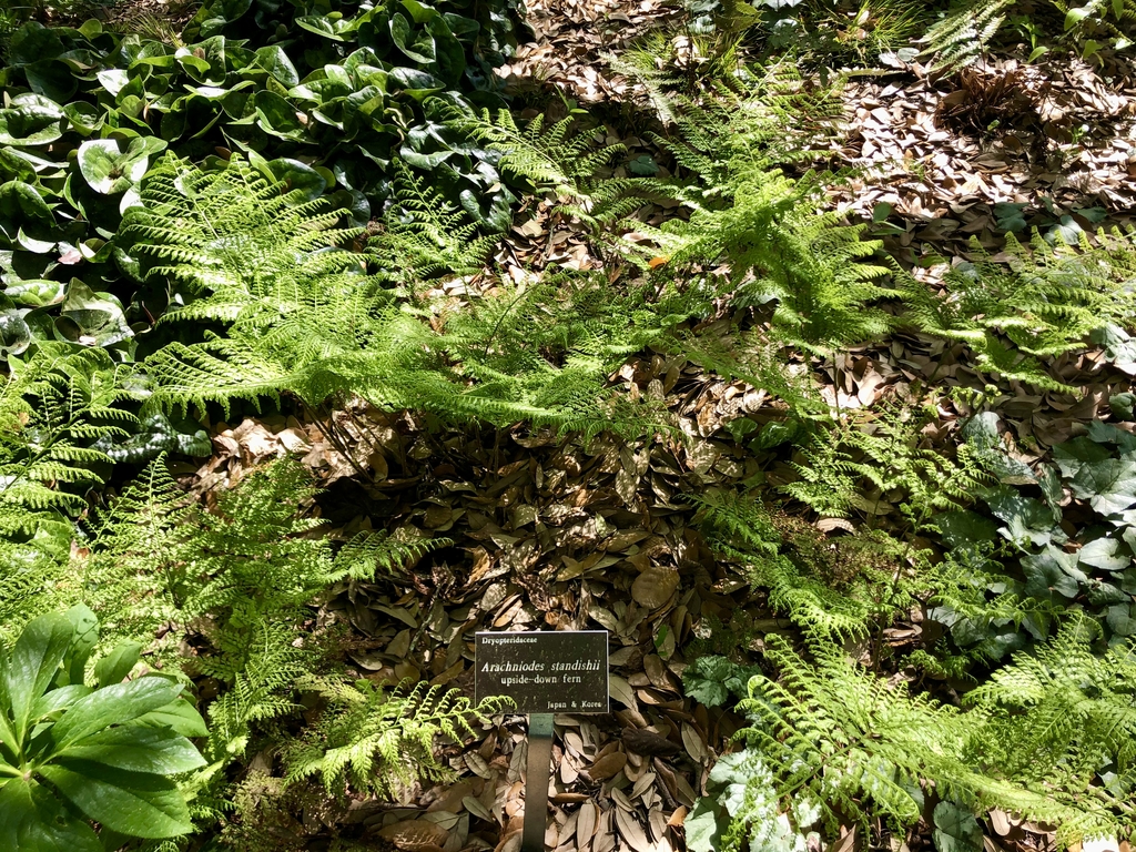 Form - Spring - Wake Co., NC