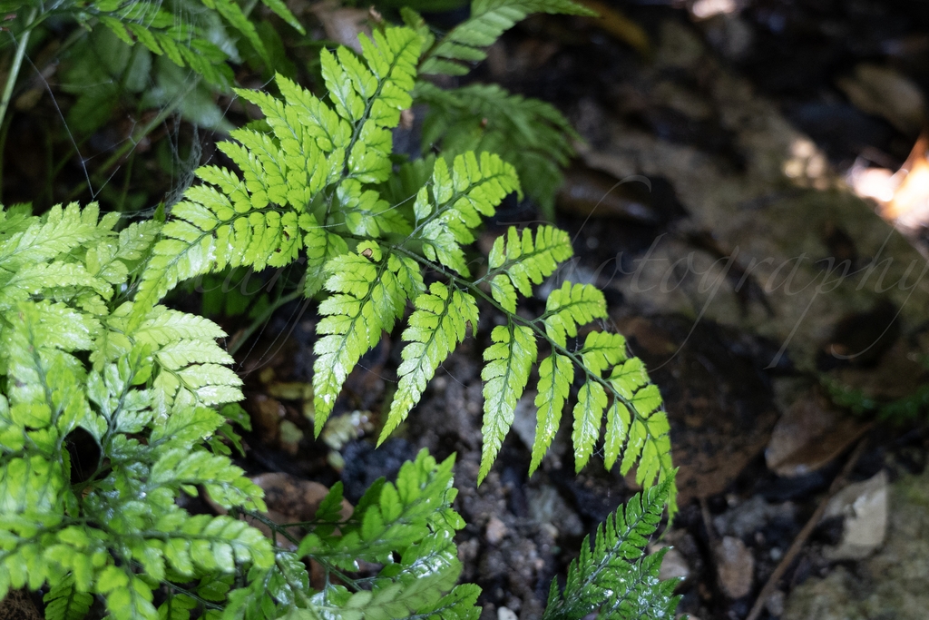 Arachniodes aristata (prickly shield fern)
