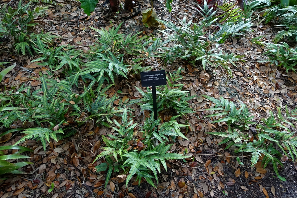 Arachniodes simplicior 'Variegata'