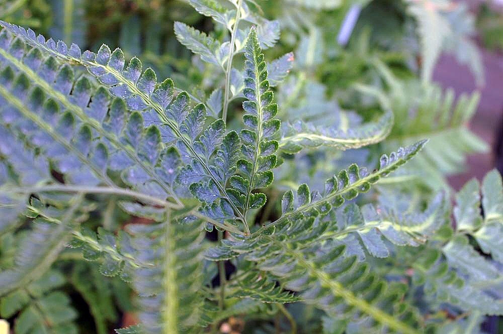 Arachniodes simplicior 'Variegata'