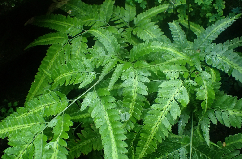 Arachniodes simplicior 'Variegata'