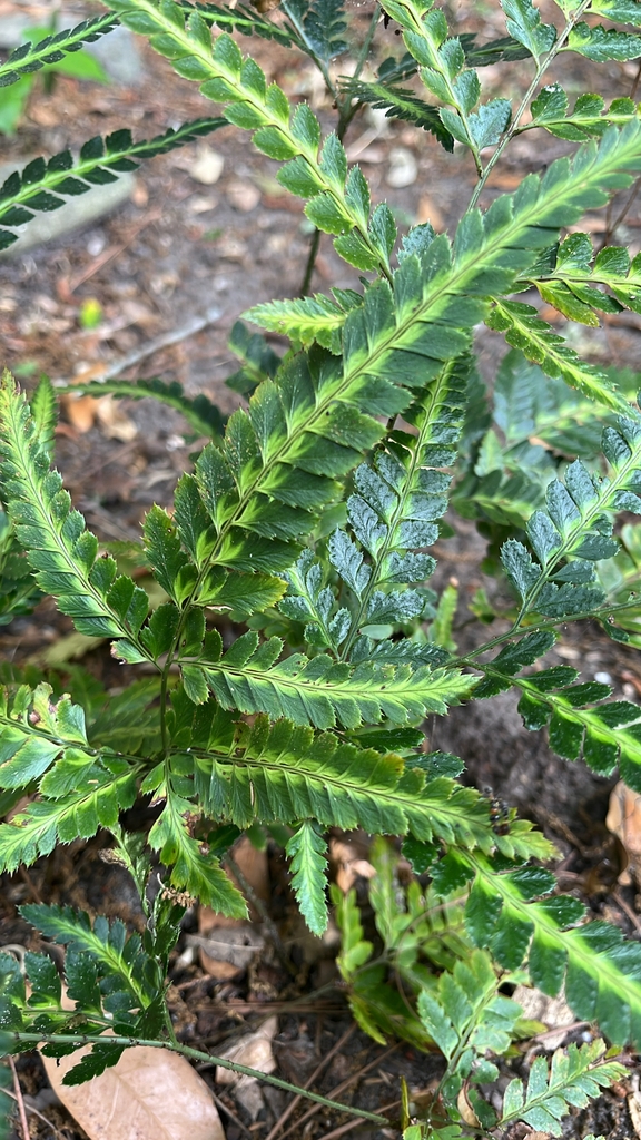 Arachniodes simplicior (east India holly fern)
