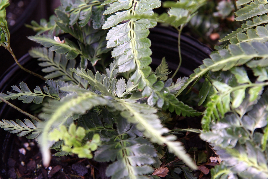 Arachniodes simplicior 'Variegata'