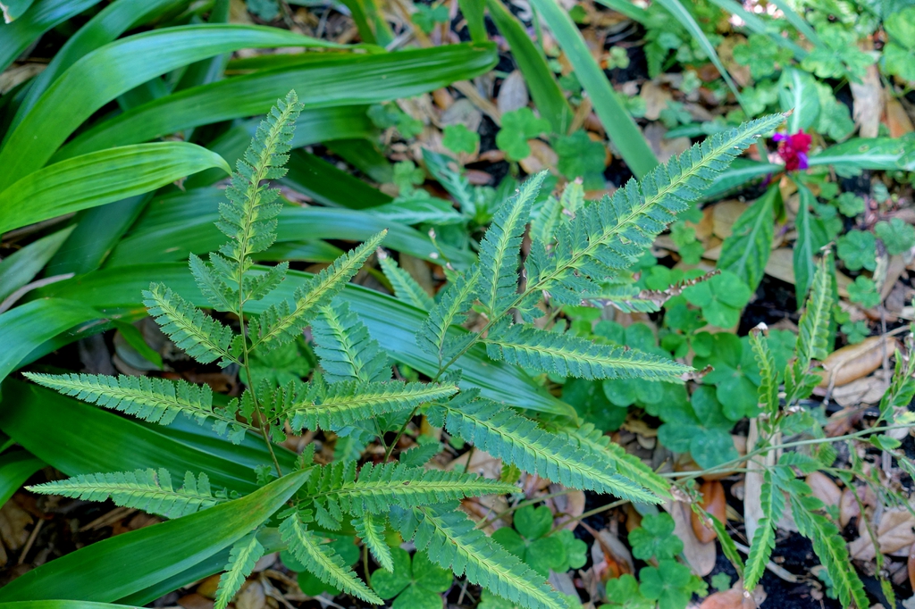 Arachniodes simplicior 'Variegata'
