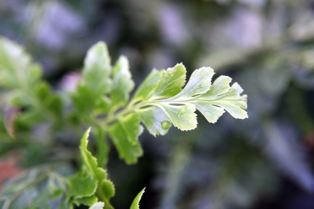 Arachniodes simplicior 'Variegata'