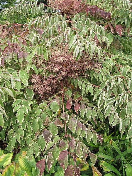 Aralia elata 'Variegata'