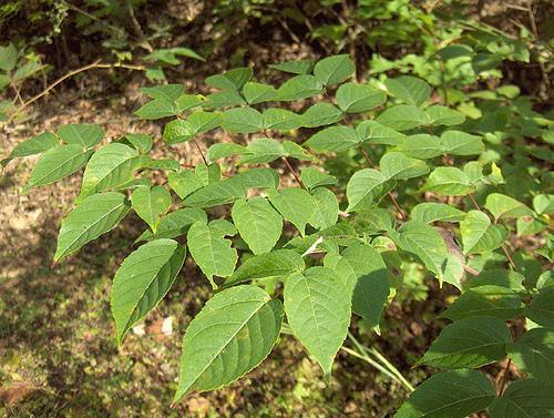 Aralia spinosa - compound leaf