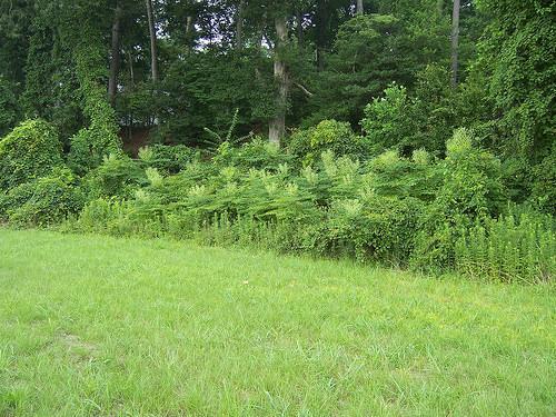 Aralia spinosa habit with flowers