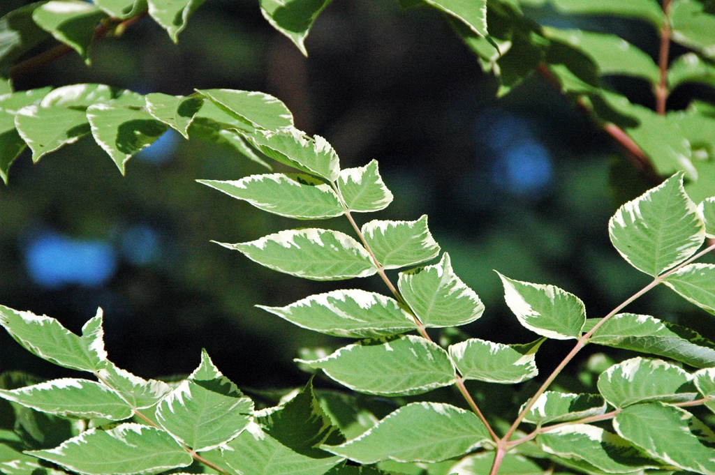 Leaves