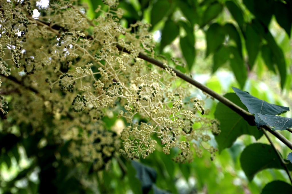 Aralia Elata