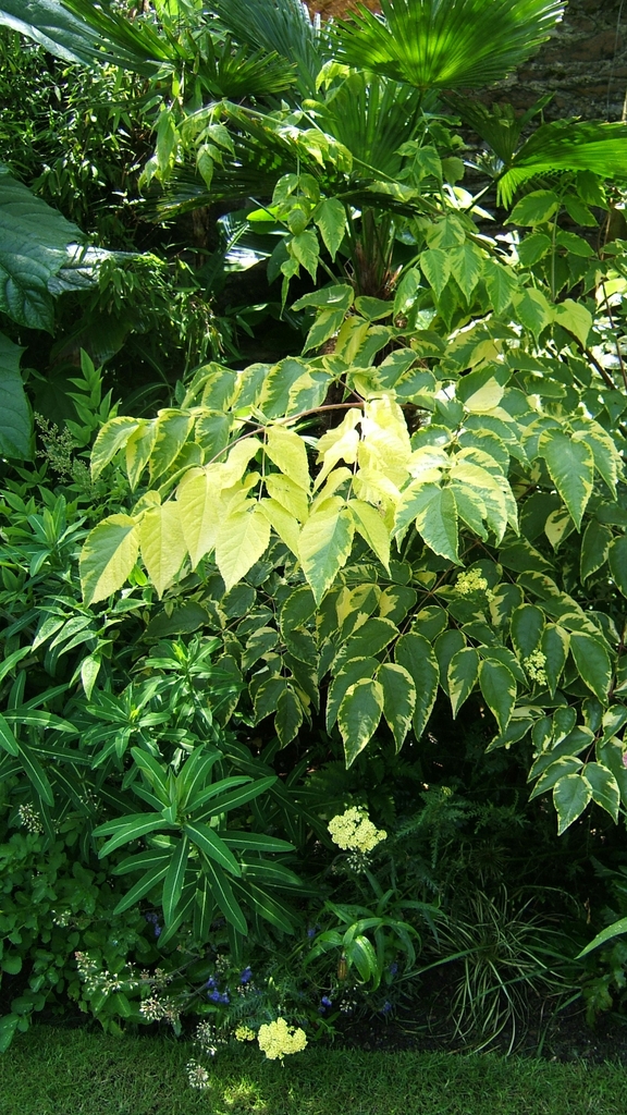 Hanging branches with arrowhead shaped variegated foliage