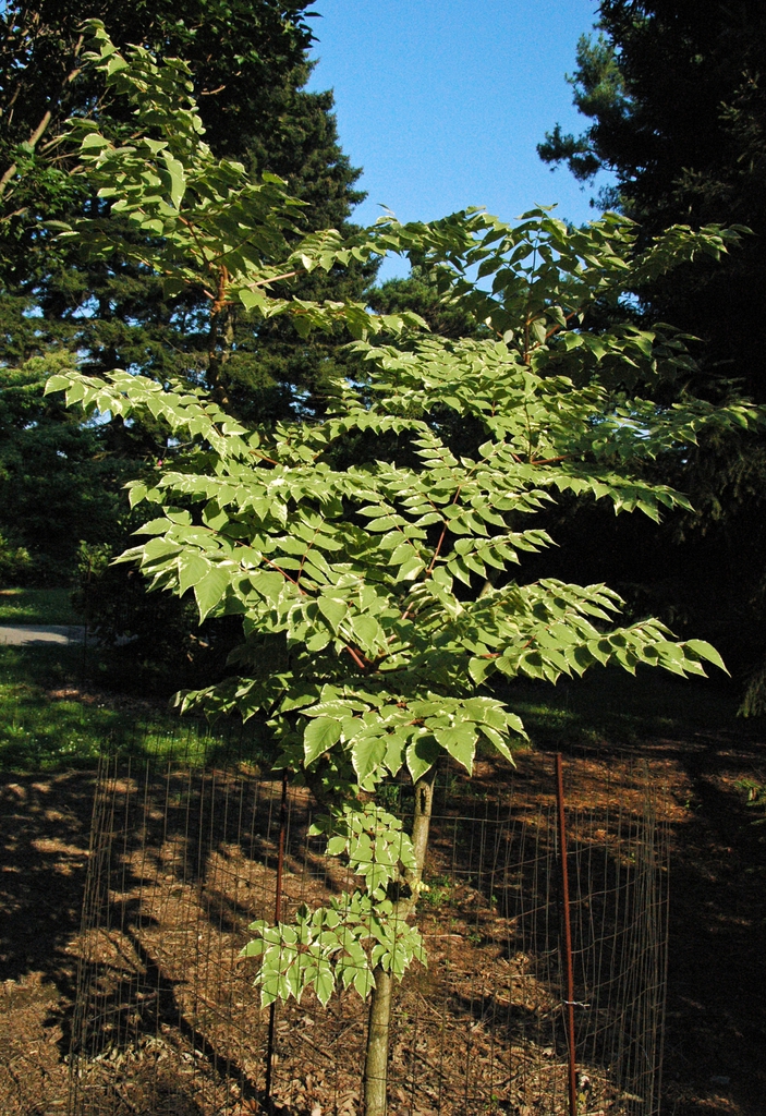 Aralia Elata