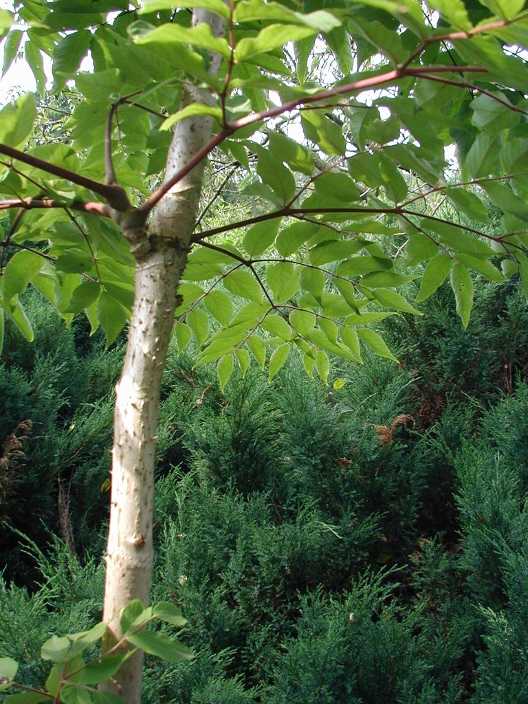 Aralia elata