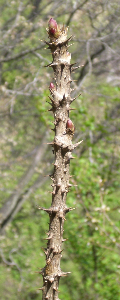 Aralia elata