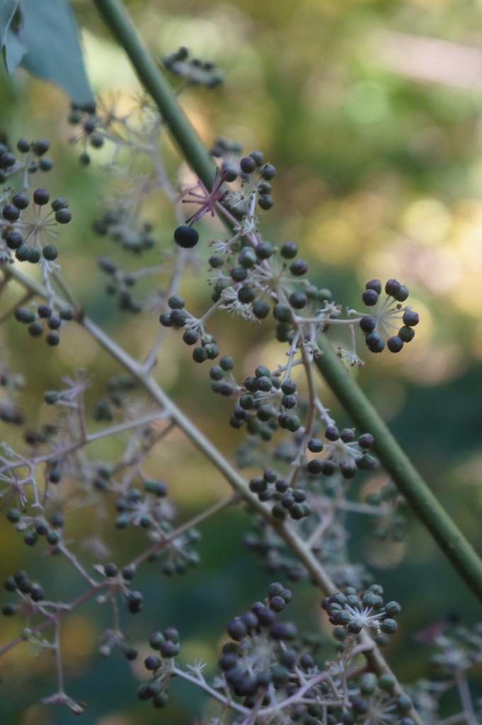 Cluster of small round purple drupes