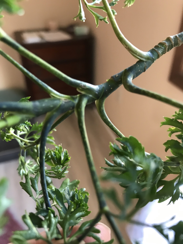 Leaf arrangement and stem