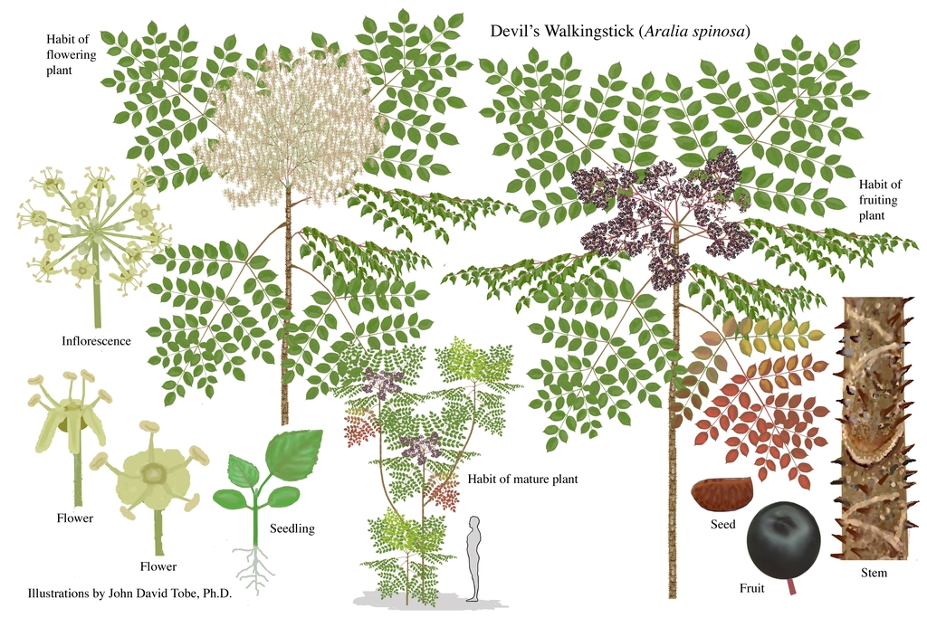 Color illustrations of the technical details of this species.