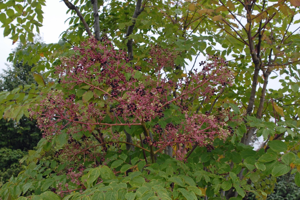 inflorescence