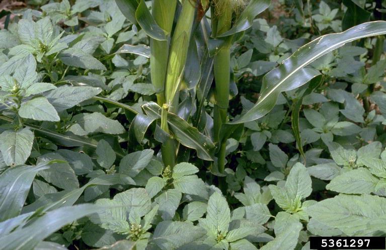 Amaranthus retroflexus
