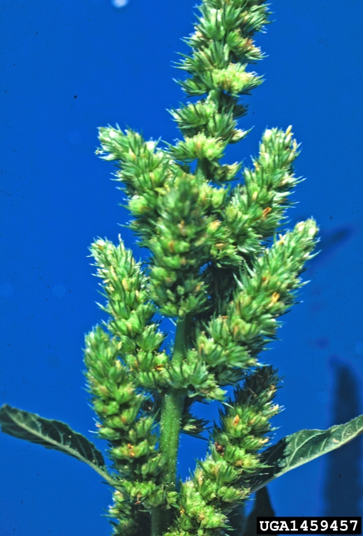 Amaranthus rettoflexus