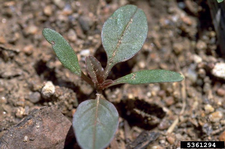 Aramanthus retroflexus