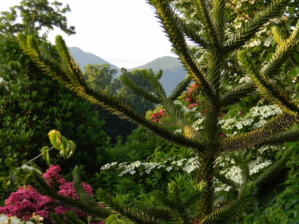Araucaria araucana