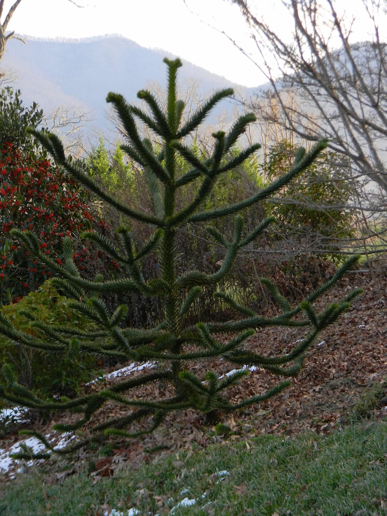 Araucaria araucana