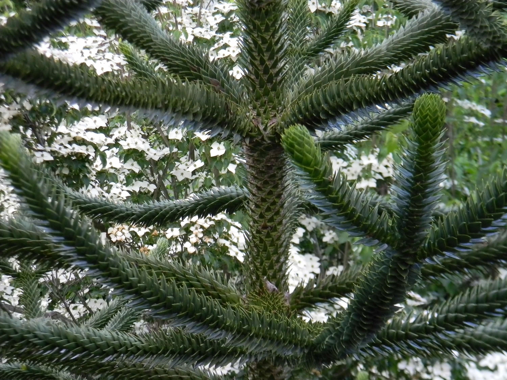 Araucaria araucana