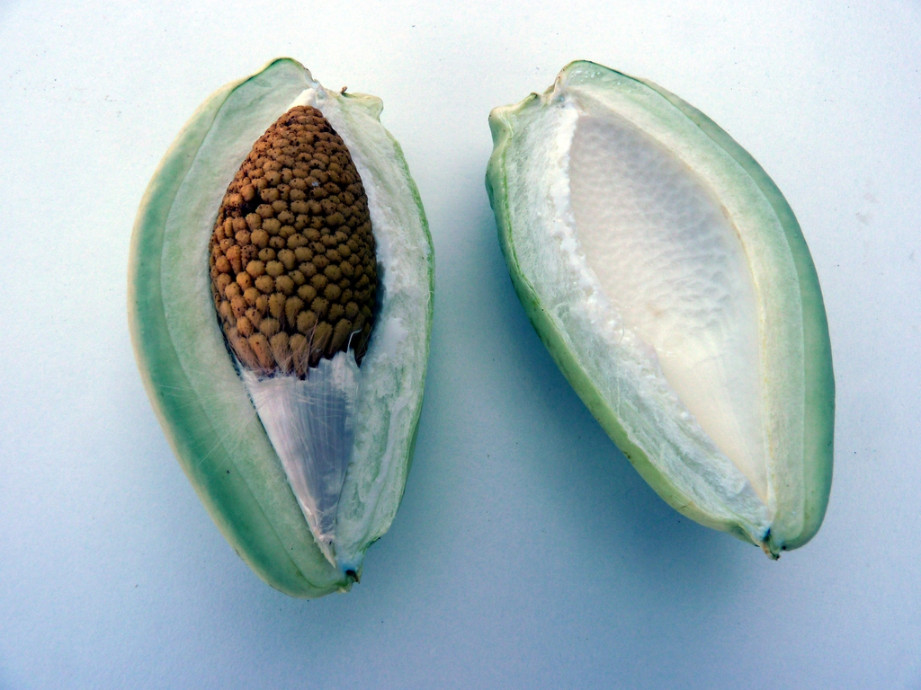 Fruit
