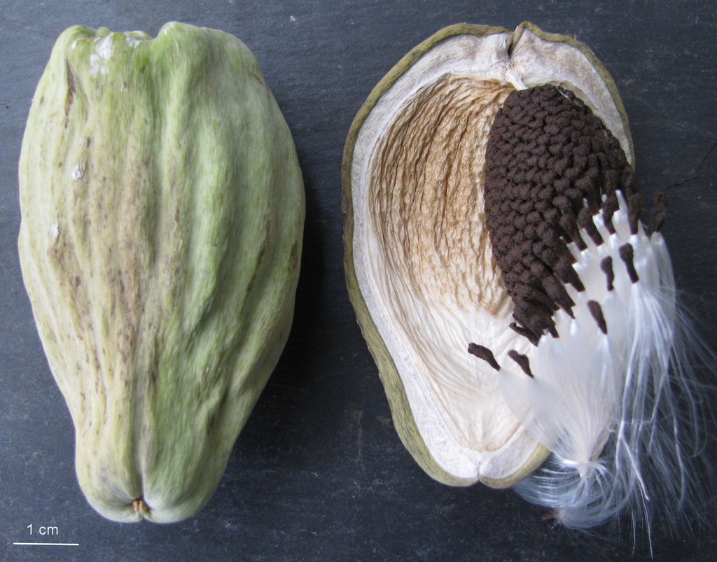 Fruit