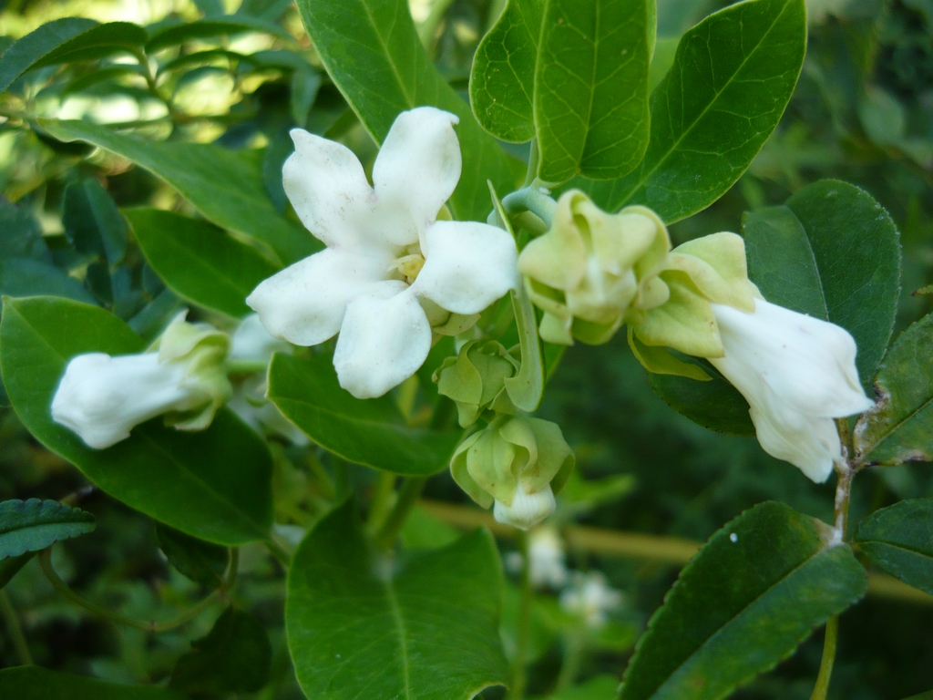 Form
