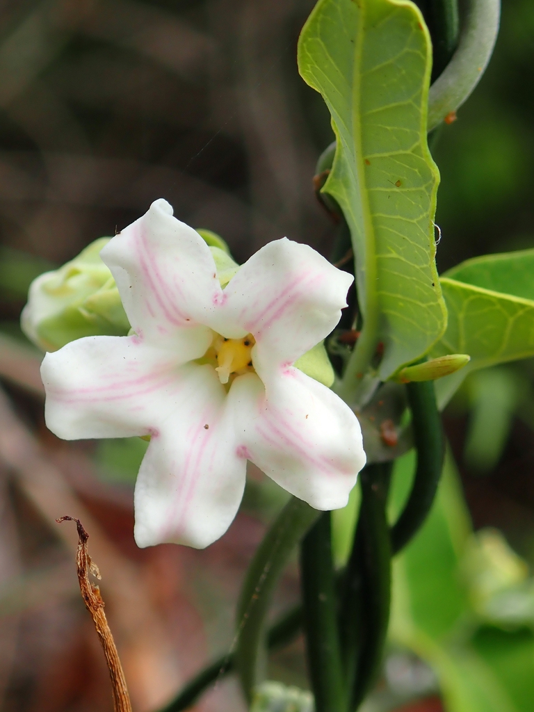 Form
