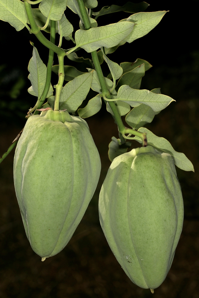 Fruit
