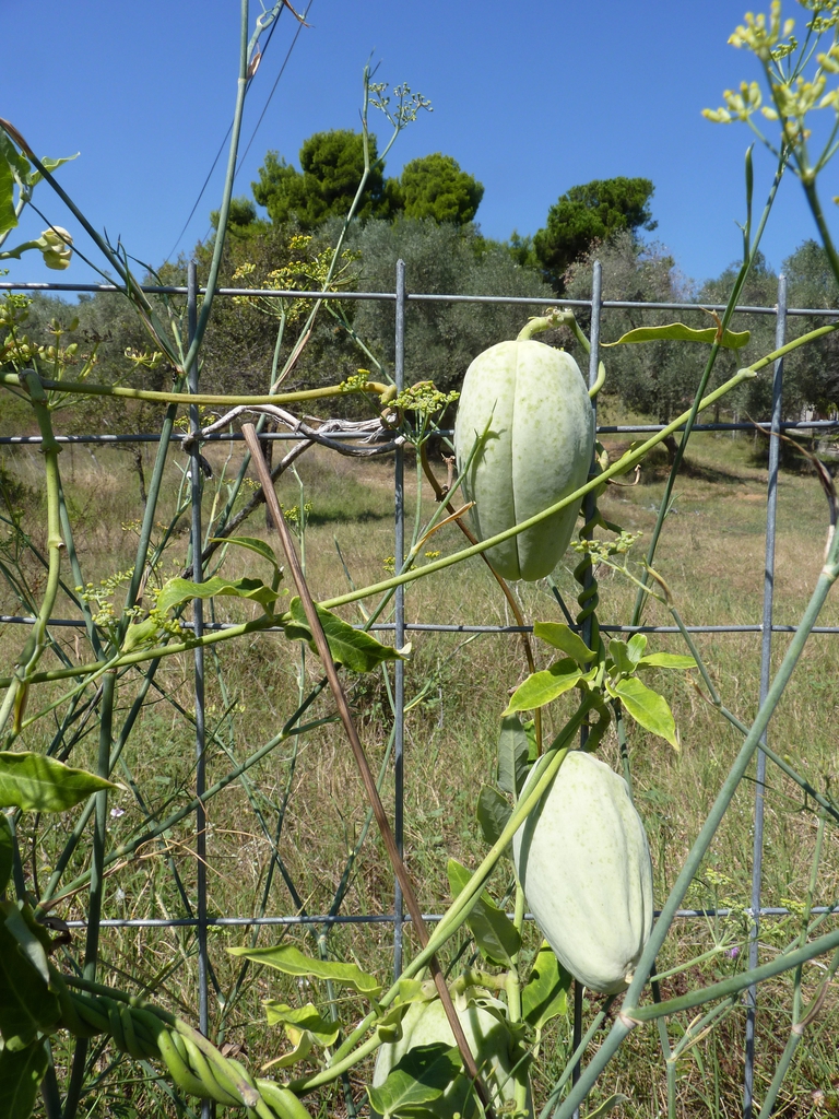 Form