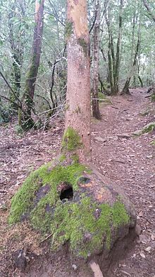Arbutus menziesii