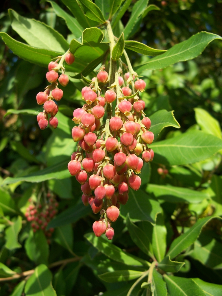 Arbutus menziesii