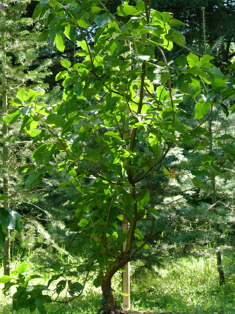 Form