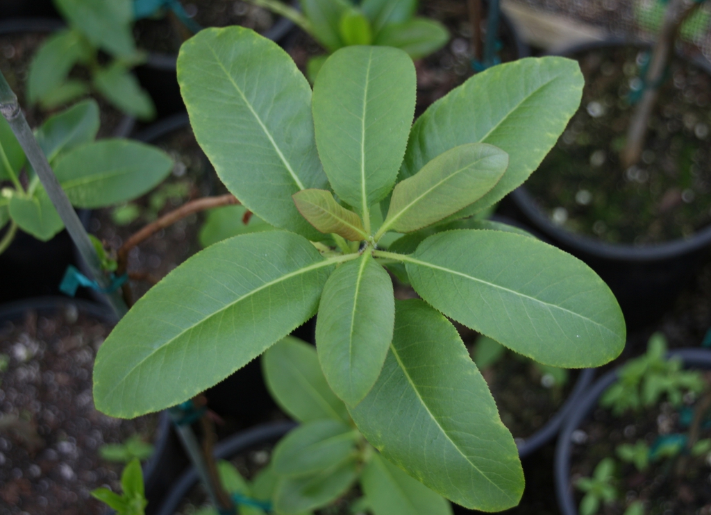 Leaves