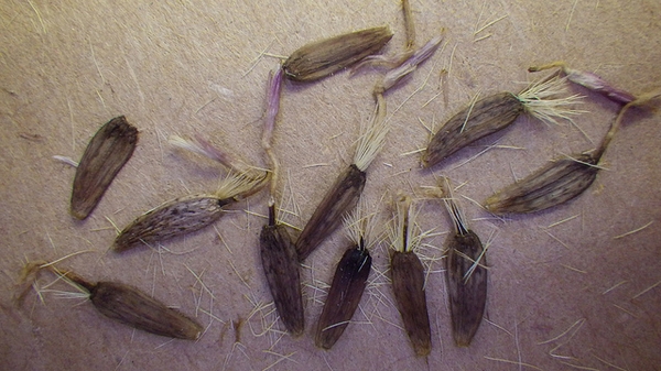 Seeds