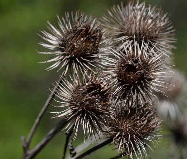 Burrs