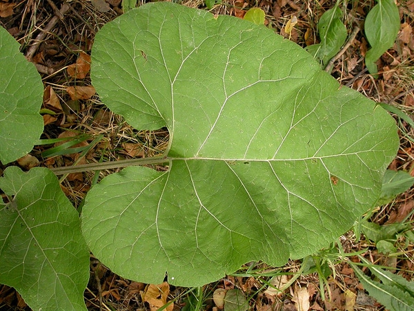 Huge leaves with smooth margins.