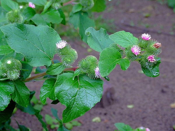 flower and leaves