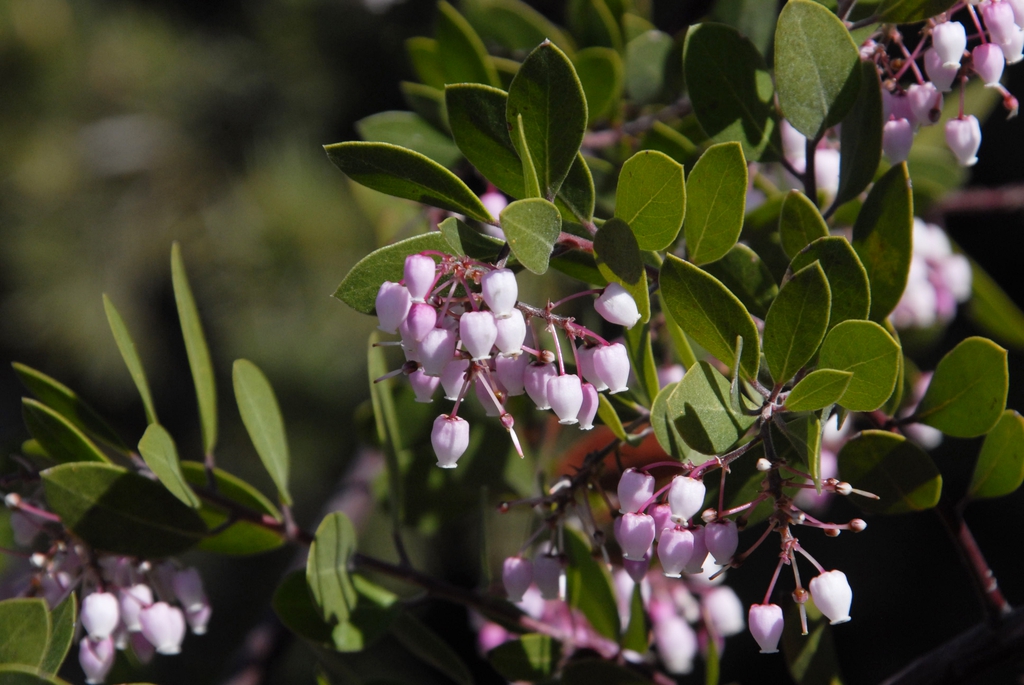Arctostaphylos uva-ursi