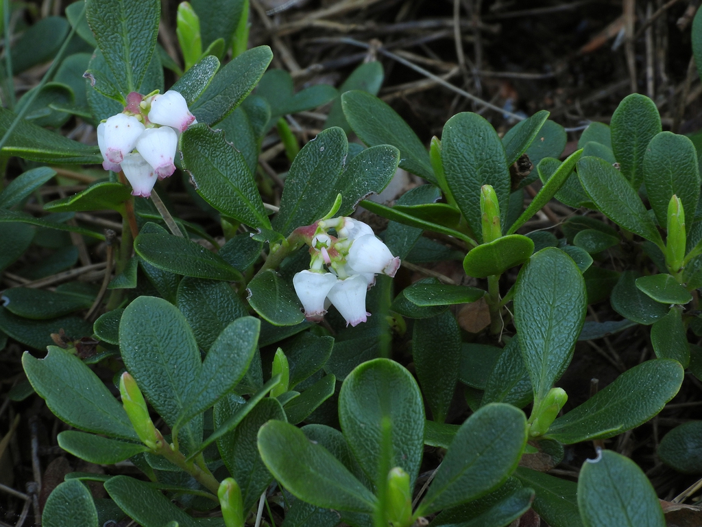 Arctostaphylos uva-ursi